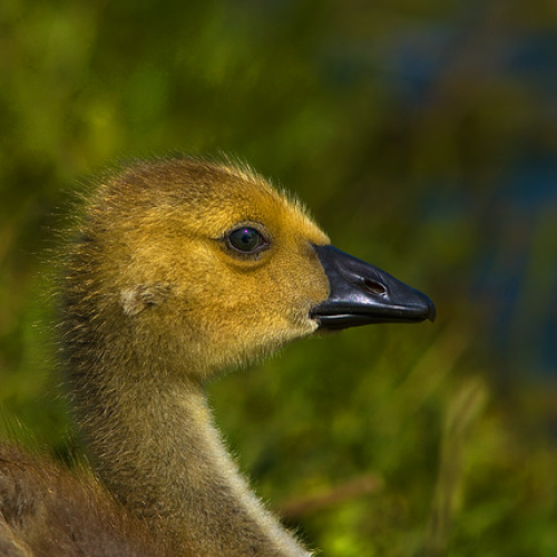 Baby's eye