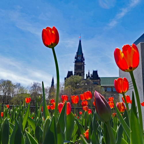 Tulips in Ottawa