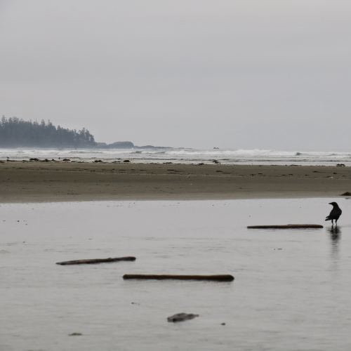 Solo in Tofino