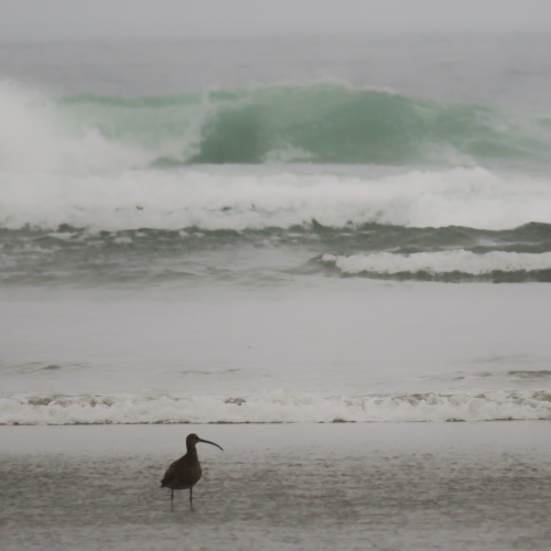 Watching the Waves