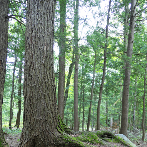 Tree Fingers