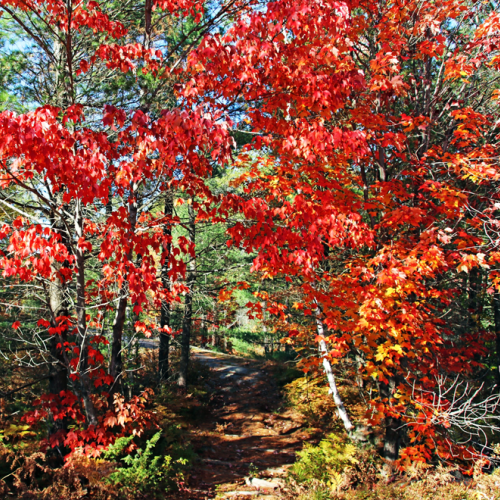 The Fall Trail