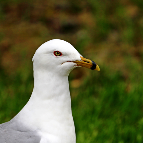 Ring Billed Gull Profile