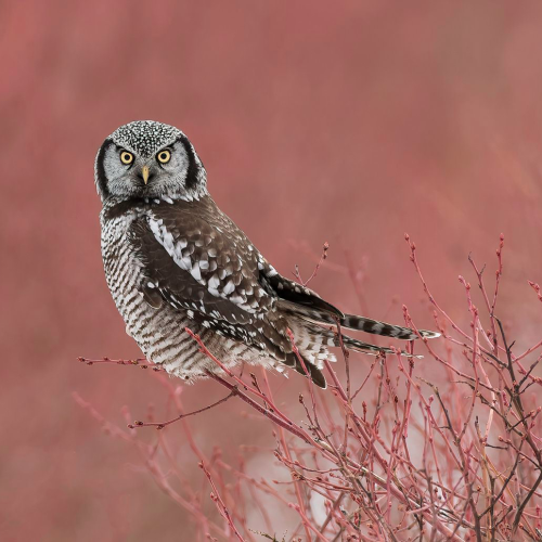 Northern Hawk Owl 