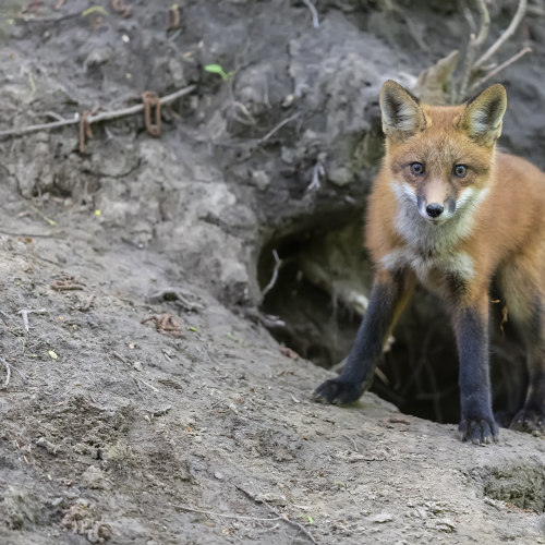 Red Fox Kit