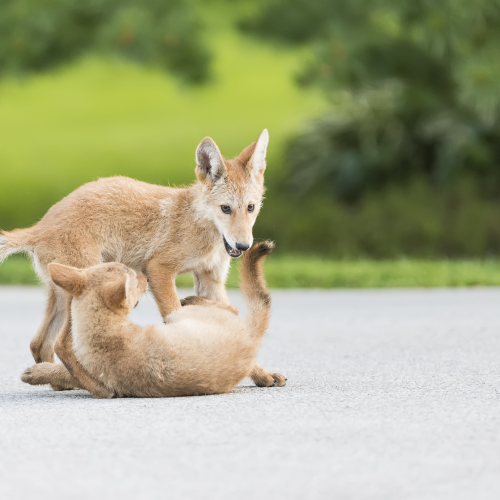 Eastern Coyote Cubs