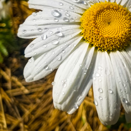 Daisy in the Garden