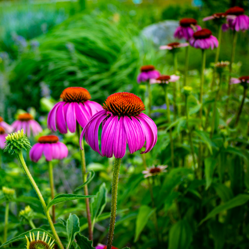 In the garden...