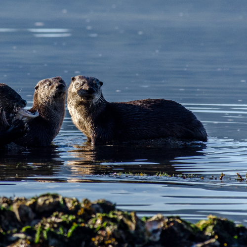 Otter Island