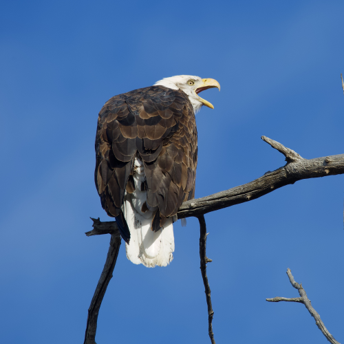 Bald Eagle Speaks