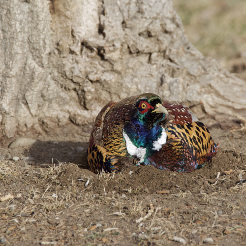 Pheasant Dust Bath 