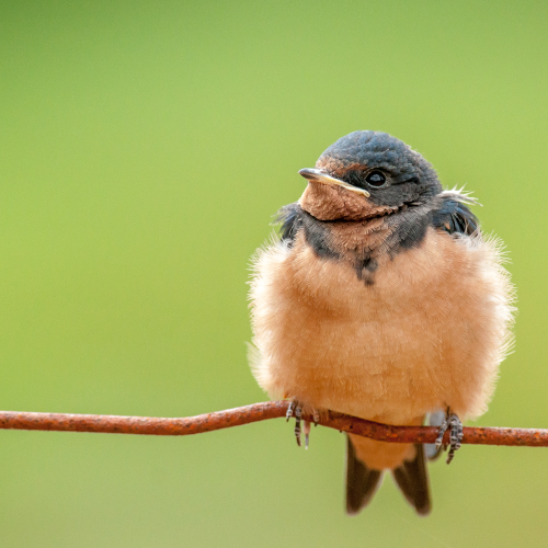 Baby Barn Swallow's Happy Canada Day!