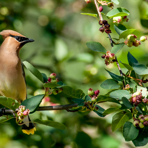 Waxwing's Wise Wink