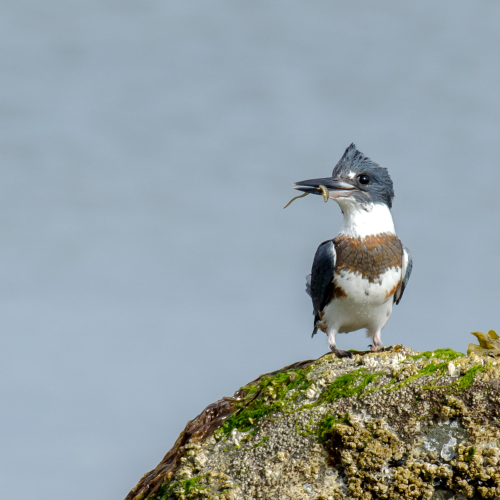Kingfisher's Tiny Prize!
