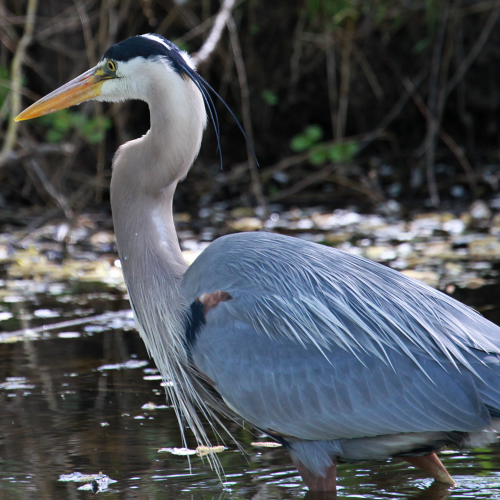 Magnificent Bird