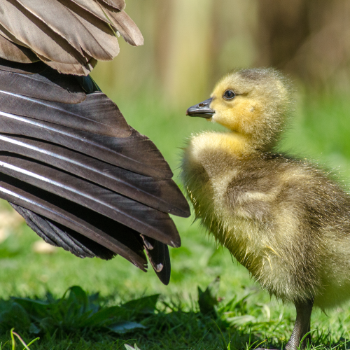 Feisty Gosling