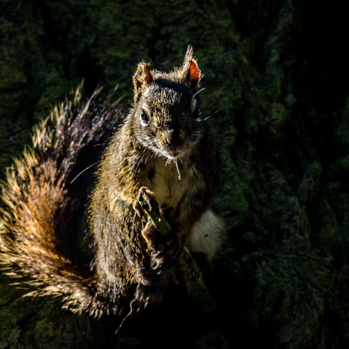 Wise Woodland Warrior