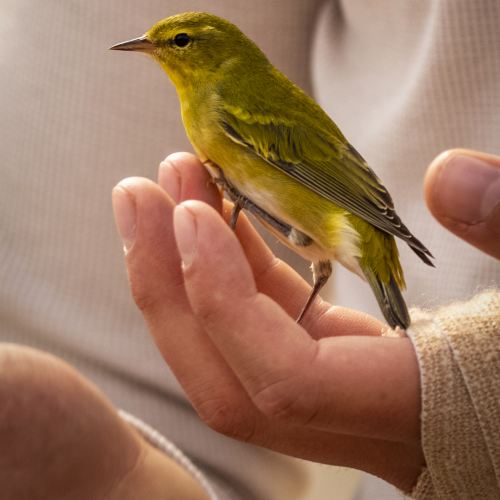 A Bird in the Hand