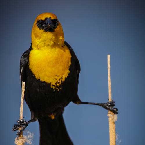 A Precarious Perch