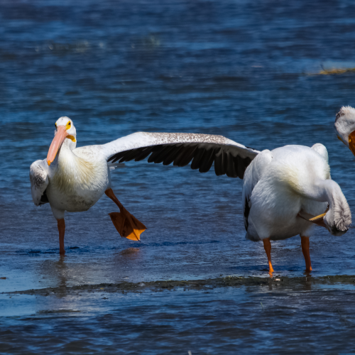 Can't Get My Foot Wet!