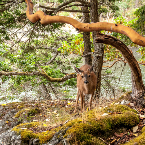 Surprise Visitor Beneath the Beautiful Arbutus 