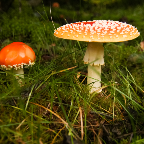 Nature's Umbrella