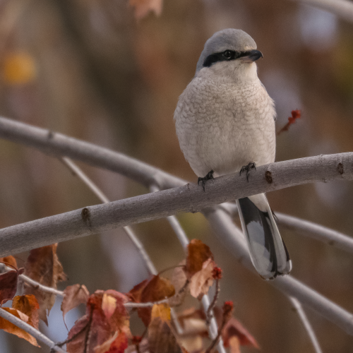 Northern Shrike