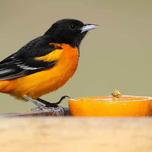 Orange You Beautiful!