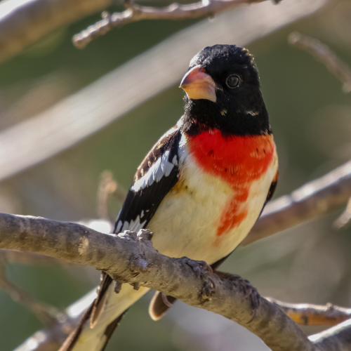 Red Breasted Grosbeak