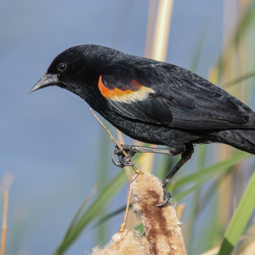 Red Winged Blackbird