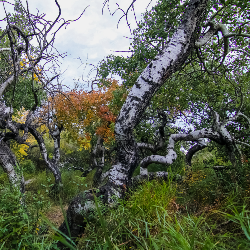 Saskatchewan Crooked Bush