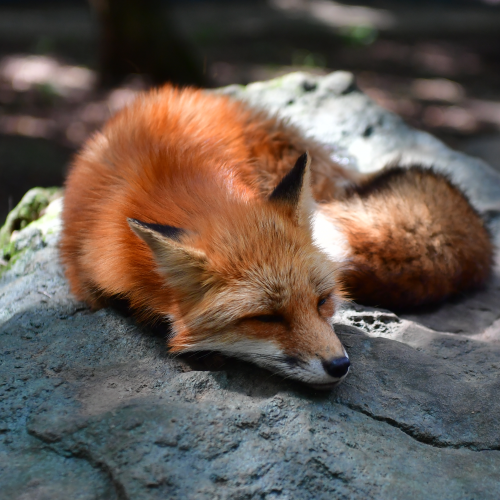 Sleeping Red Fox