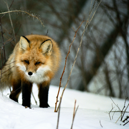   Curious Red Fox