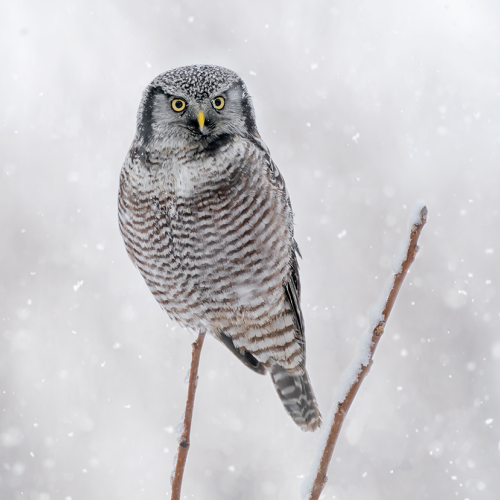 Northern Hawk Owl