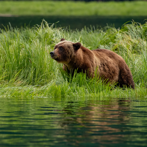 Mother Bear in Summer Sedges