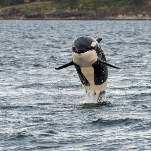 Jump for Joy