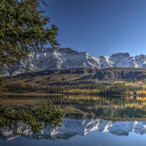 Larch tree reflection