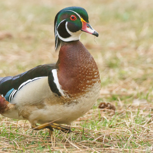 Wood Duck Going for a Stroll