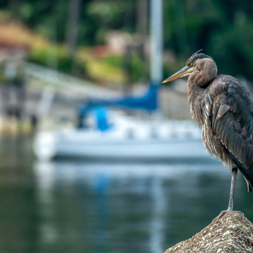 Guardian of Booth Bay