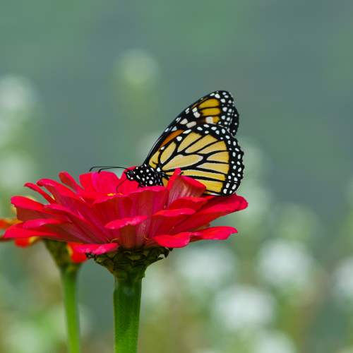 Garden Monarch