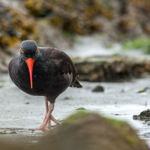 A Sassy Shorebird with Attitude