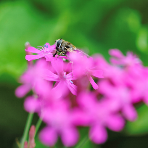 Fly on a Flower