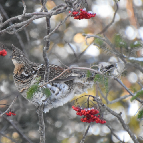 Ruffed Grouse and Mountain Ash