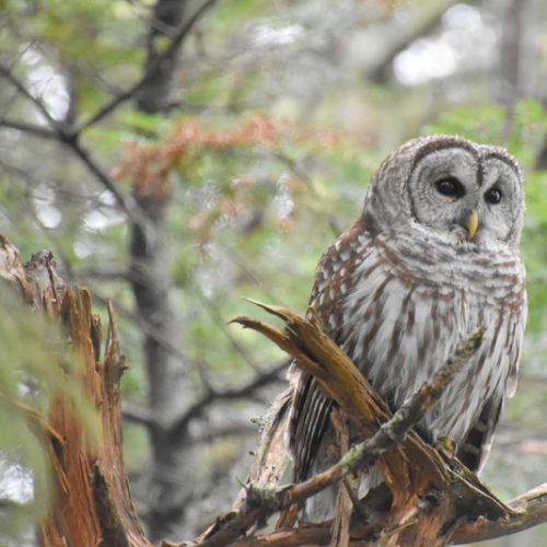 Barred Owl