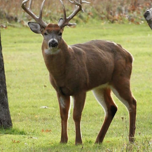 Big Buck