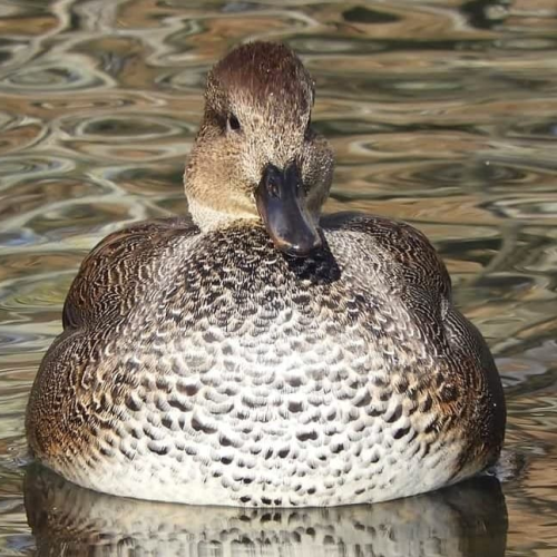 Gadwall floating on liquid gold!