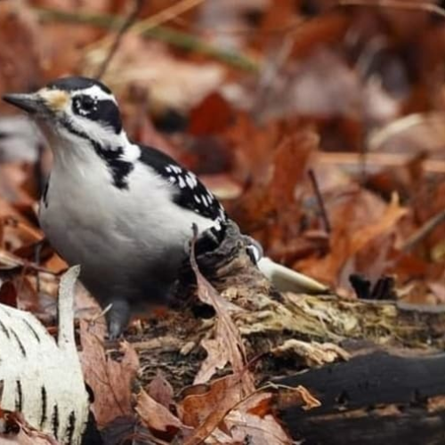 Hairy Woodpecker
