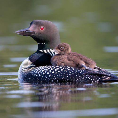 Common loon 