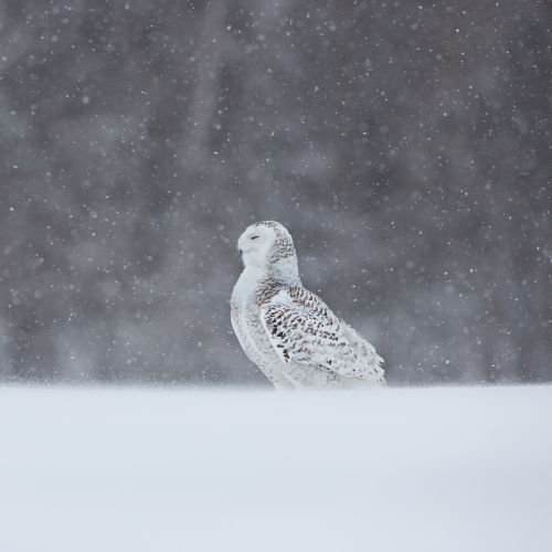Snowy owl