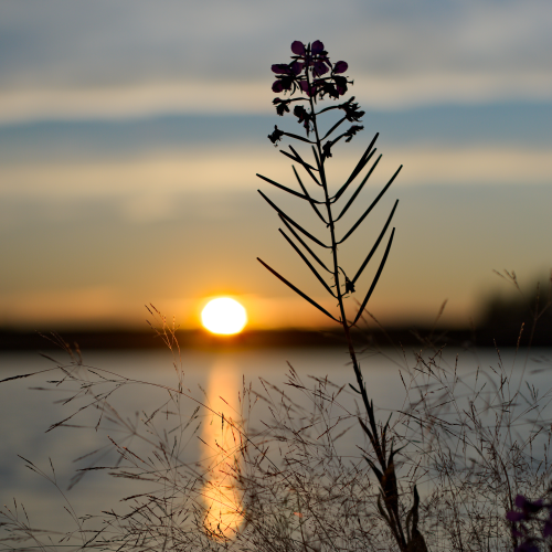Fireweed Friday